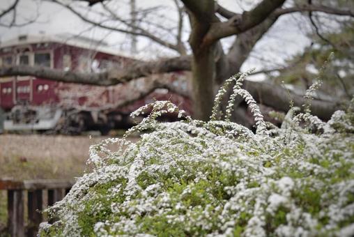ゆきなやぎと電車 ゆきなやぎと電車 雪柳,ゆきやなぎ,電車の写真素材