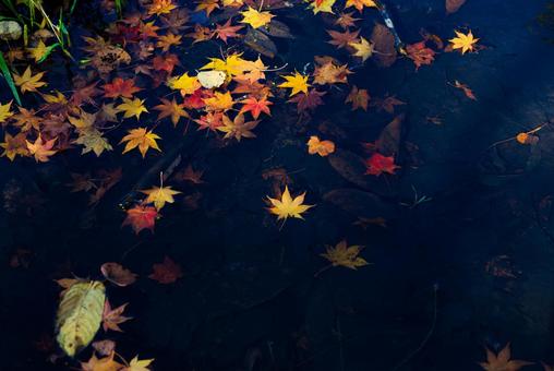 水に落ちた紅葉  水,池,紅葉の写真素材
