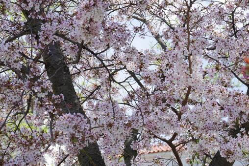 サクラの花 サクラの花の写真