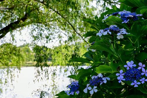 水辺に咲く紫陽花の花 水辺に咲く紫陽花の花 紫陽花,アジサイ,花の写真素材