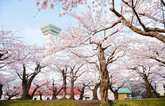五稜郭公園の桜 桜,五稜郭タワー,さくらの写真素材