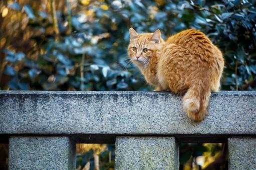 Stray cat, JPG