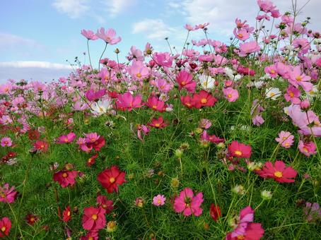 可愛いピンクと白の秋桜の花畑と青空の写真
