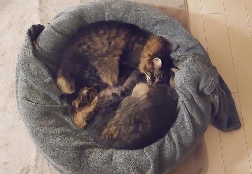 きょうだい猫 きょうだい猫 猫,ねこ,昼寝の写真素材