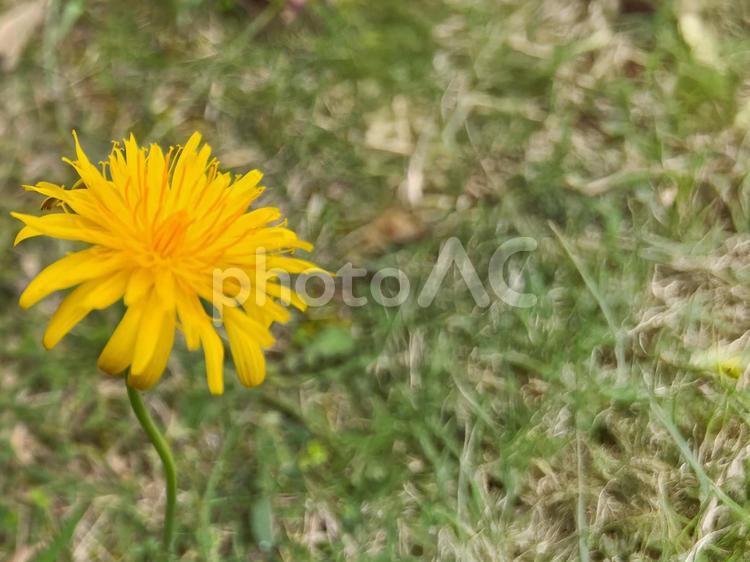 やさしく咲くたんぽぽの花のクローズアップ たんぽぽ,タンポポ,花の写真素材