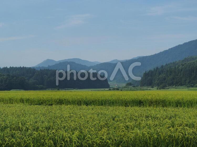 田んぼの風景 田んぼ,風景,日本の田舎の写真素材