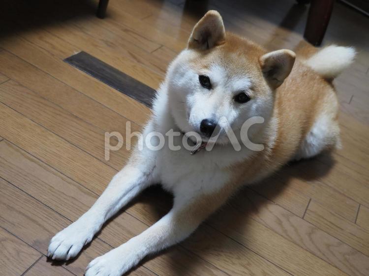 のんびりしてるゆず 柴犬,犬,日本犬の写真素材