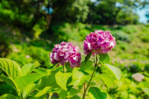 [Wakayama] Hydrangeas at Wakayama Castle 2025, JPG