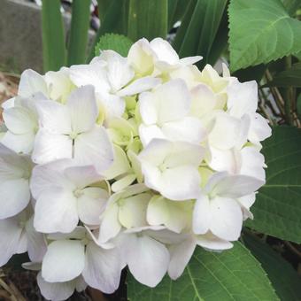 Flower Flowerの写真