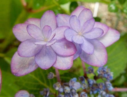 [Flower photo] Hydrangea flower, JPG