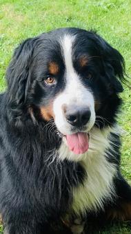 犬-バーニーズ・マウンテンドッグ- 犬,バーニーズ,バーニーズマウンテンドッグの写真素材