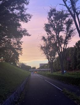 夕焼け② 夕焼け② 夕焼け,所沢航空記念公園,並木道の写真素材