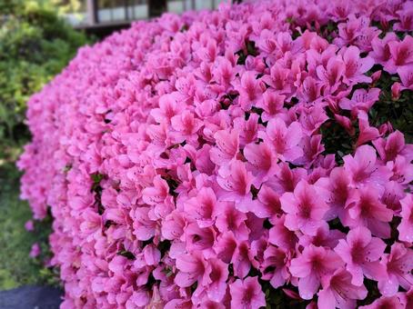 ピンクの花 ツツジ ピンクの花 ツツジの写真