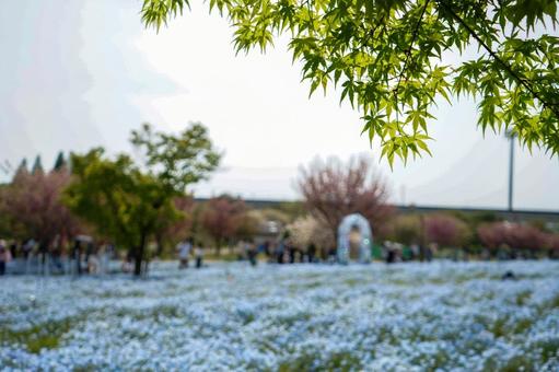 ネモフィラと桜 ネモフィラと桜の写真