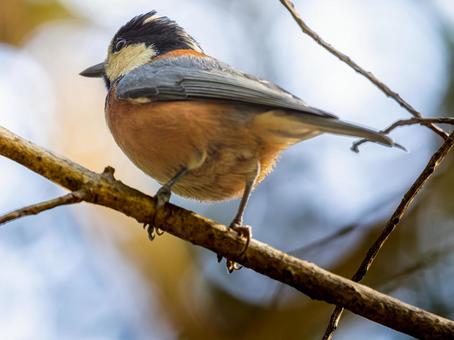 枝にとまるヤマガラ ヤマガラ,野鳥,鳥の写真素材