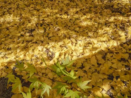 黄金に染まる秋の絨毯 イチョウ,落ち葉,黄葉の写真素材