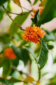 金木犀の花のアップ2 金木犀の花のアップ2の写真