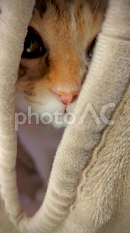 猫　覗き見る 猫,覗き見る,覗き見の写真素材