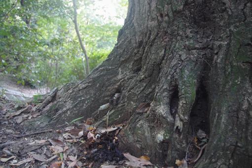 公園の森の木の幹　２ 公園,樹木,樹の写真素材