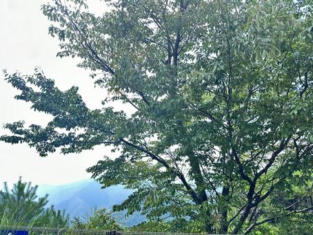 玉置山 山頂付近 玉置山 山頂付近の写真