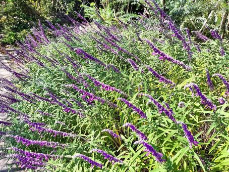 アメジストセージの花　伊豆下田寝姿山にて アメジストセージ,花,下田の写真素材