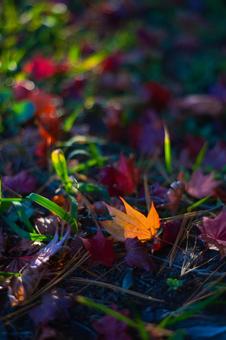 エモエモ紅葉 紅葉,季節,エモイの写真素材