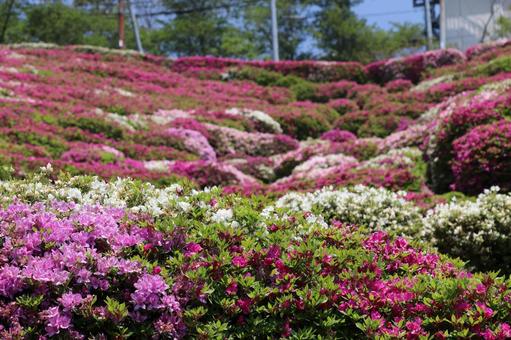Photo, ohirayama summit park, azalea, flower, 