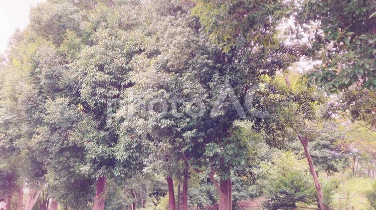 物寂しい秋の木々 風景,木々,木の写真素材