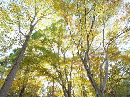 ケヤキとユリノキの紅葉を見上げる ユリノキ,ケヤキ,欅の写真素材