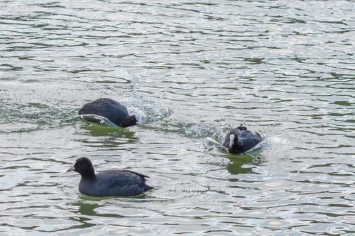 水面を駆けるオオバンたち 水面を駆けるオオバンたち オオバン,鳥,野鳥の写真素材