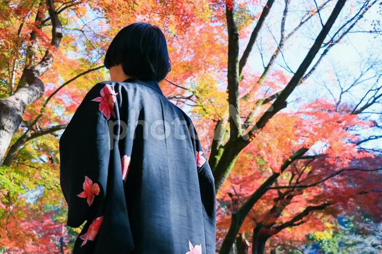 色鮮やかな紅葉と和服の女性 紅葉,秋,日本の写真素材