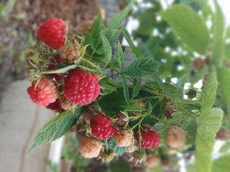 たわわなベリー ラズベリー,ベリー,赤い実の写真素材