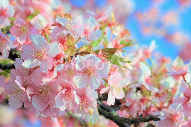 桜　カワヅザクラ　 桜,さくら,河津桜の写真素材