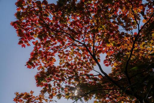 初秋のイタヤカエデ 紅葉と光 初秋のイタヤカエデ 紅葉と光 秋田県,白神山地,藤里駒ヶ岳の写真素材