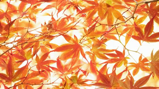 16x9 Autumn Leaves Background, JPG