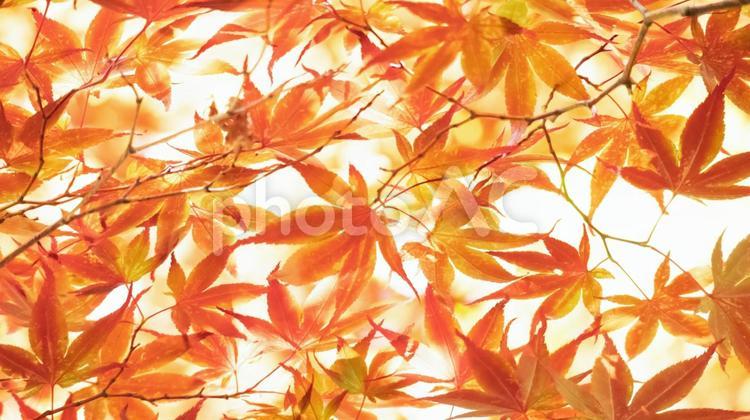 16×9の紅葉背景 紅葉,赤もみじ,秋の写真素材