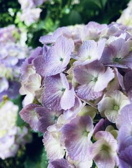 庭に咲く紫陽花 庭に咲く紫陽花の写真