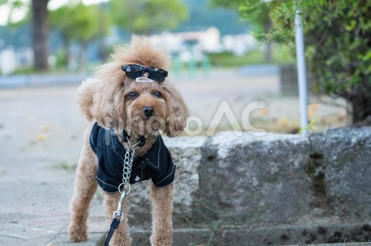 夏の公園で散歩するトイプードル トイプードル,トイプー,夏の写真素材