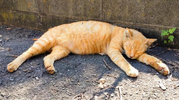 街中で眠る猫02 動物,生き物,猫の写真素材