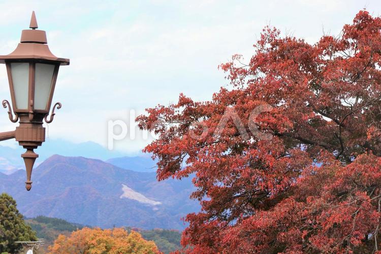 １１月上旬の伊香保温泉の紅葉 背景,紅葉,葉の写真素材
