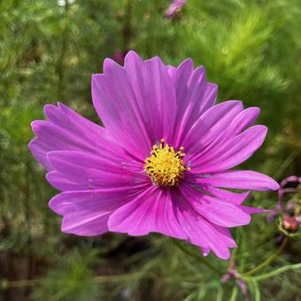 コスモス コスモス,自然,秋の写真素材