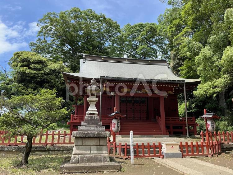 川越三芳野神社拝殿・初夏の晴天 川越,三芳野神社,初雁公園の写真素材