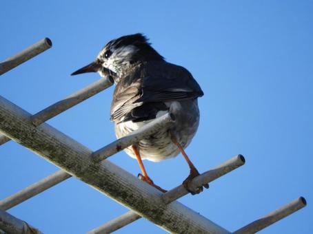 野鳥の子供 野鳥,バード,鳥類の写真素材