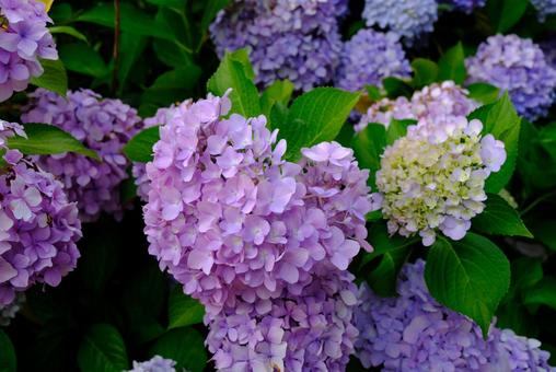 ハートの紫陽花 紫陽花,ピンク,伝統の写真素材