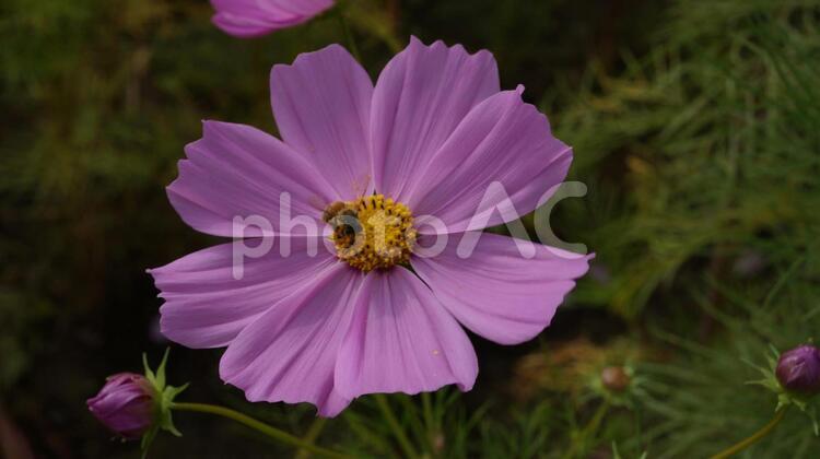 コスモスとみつばち コスモス,秋桜,秋の写真素材