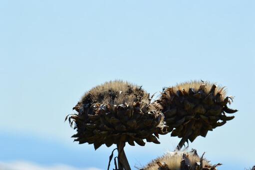 Autumn Cardon Flower (Wild Artichoke), cardon, artichoke, sky, JPG