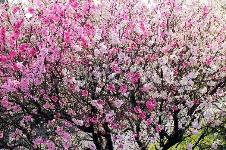 桃の花　花桃　白ピンク 桃の花,桃,桃色の写真素材