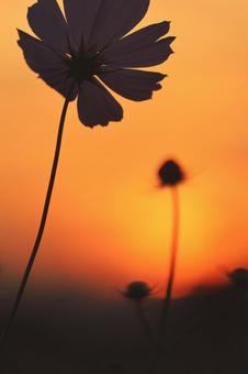 コスモス コスモスの写真