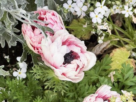 ピンクの花 ピンクの花 ピンクの花,ピンク,花の写真素材