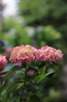 紫陽花 紫陽花の写真